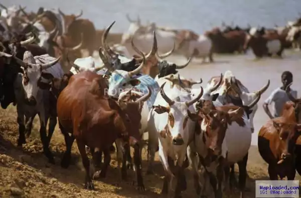 Suspected herdsmen kill four, wreak havoc in Niger